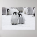 Search for emperor penguin posters Baby animals
