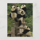 Search for temperate postcards Bear