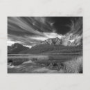 Search for waterfowl postcards Np
