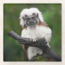 Search for primate coasters Cute