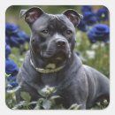 Search for staffordshire bull terrier stickers Staffy