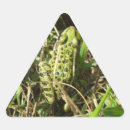 Search for small frog stickers Grass