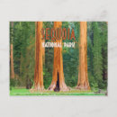 Search for sequoia national park postcards Vintage