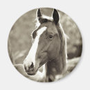 Search for stallion magnets Riding