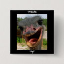 Search for ostrich square badges Birds
