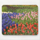 Search for varieties mouse mats Flower