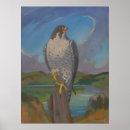 Search for peregrine falcon posters Falco peregrinus