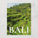 Search for paddy postcards Bali