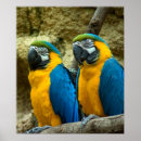 Search for beak posters Bird