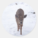 Search for wildlife photography stickers Deer