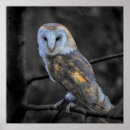 Search for animal black and white owl art Portrait