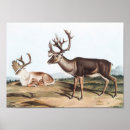 Search for caribe art Vintage
