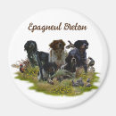 Search for brittany magnets Epagneul breton