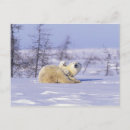 Search for arctic tundra postcards Canada