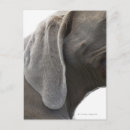 Search for weimaraners postcards Vertical