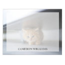 Search for purebred cards invites Kitten