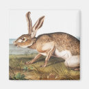 Search for hare magnets Wildlife