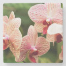 Search for hybrid coasters Nature