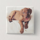 Search for england badges Puppy