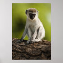 Search for monkey posters Africa