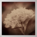 Search for vintage hydrangea posters Botanical