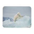 Search for carnivore cards Bear