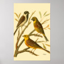 Search for perching posters Branch