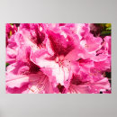 Search for rhododendron posters Blossom