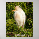 Search for profiles posters Wildlife photography