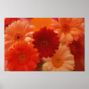 Search for orange gerbera art Daisies