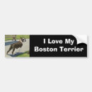 Search for boston terrier bumper stickers Terriers