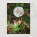 Search for weed vertical postcards Photography