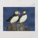 Search for beak cards invites Two