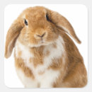 Search for lops stickers Pet