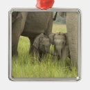 Search for indian elephant christmas tree decorations Uttaranchal