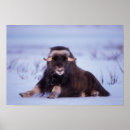 Search for muskox posters North slope
