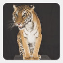 Search for aggressive stickers Wildlife