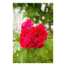 Search for romantic red rose posters Birthday