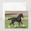 Search for gypsy vanners postcards Bob langrish