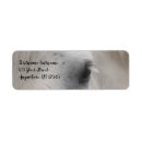 Search for percherons White