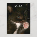 Search for kitten vertical postcards Tuxedo