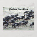 Search for gnu postcards Nature