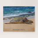 Search for sea turtles puzzles Honu