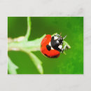 Search for ladybug horizontal postcards Leaves