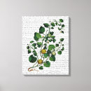 Search for squash art Veggie