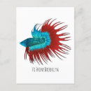 Search for betta fish postcards Siamese fighting fish