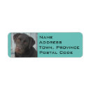 Search for labs return address labels Chocolate lab