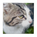 Search for pet photo tiles Cute