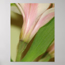 Search for tiger lily art Garden