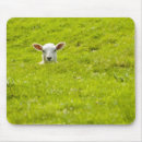 Search for rams mouse mats Livestock